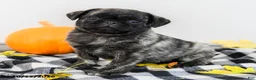Pug dogs for sale: Pierce - Ad 1