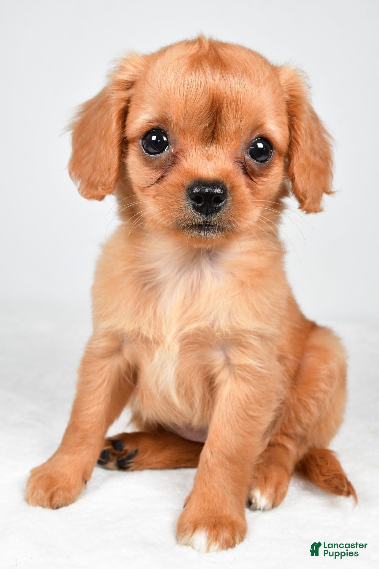 Mixed Breed dogs Brianna - Ad 1