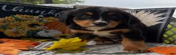 Bernese Mountain Dog dogs for sale: Corona  - Ad 4