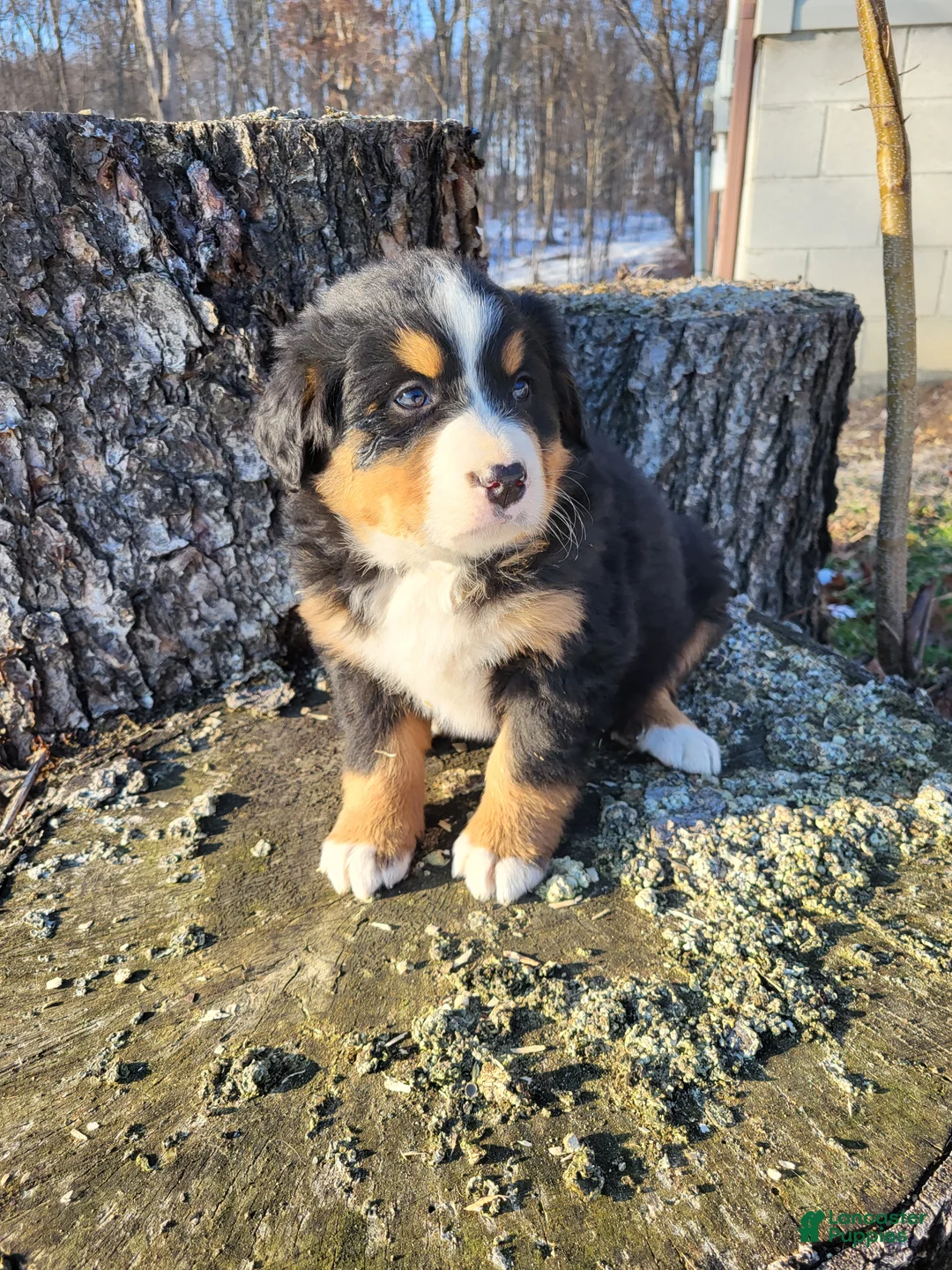 Bernese Mountain Dog dogs for sale: Poppy - Ad 4