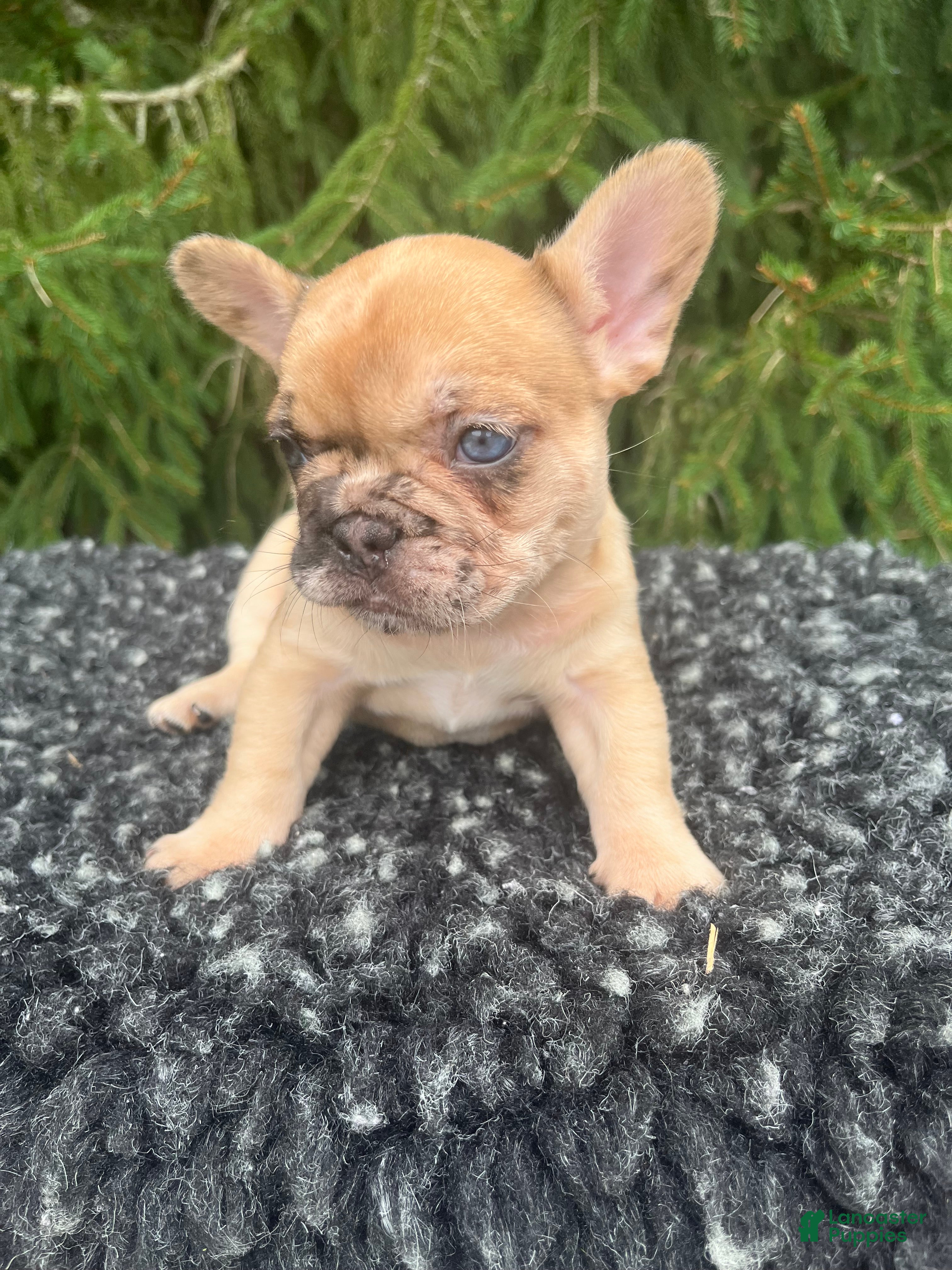 French Bulldog dogs Willow - Ad 2