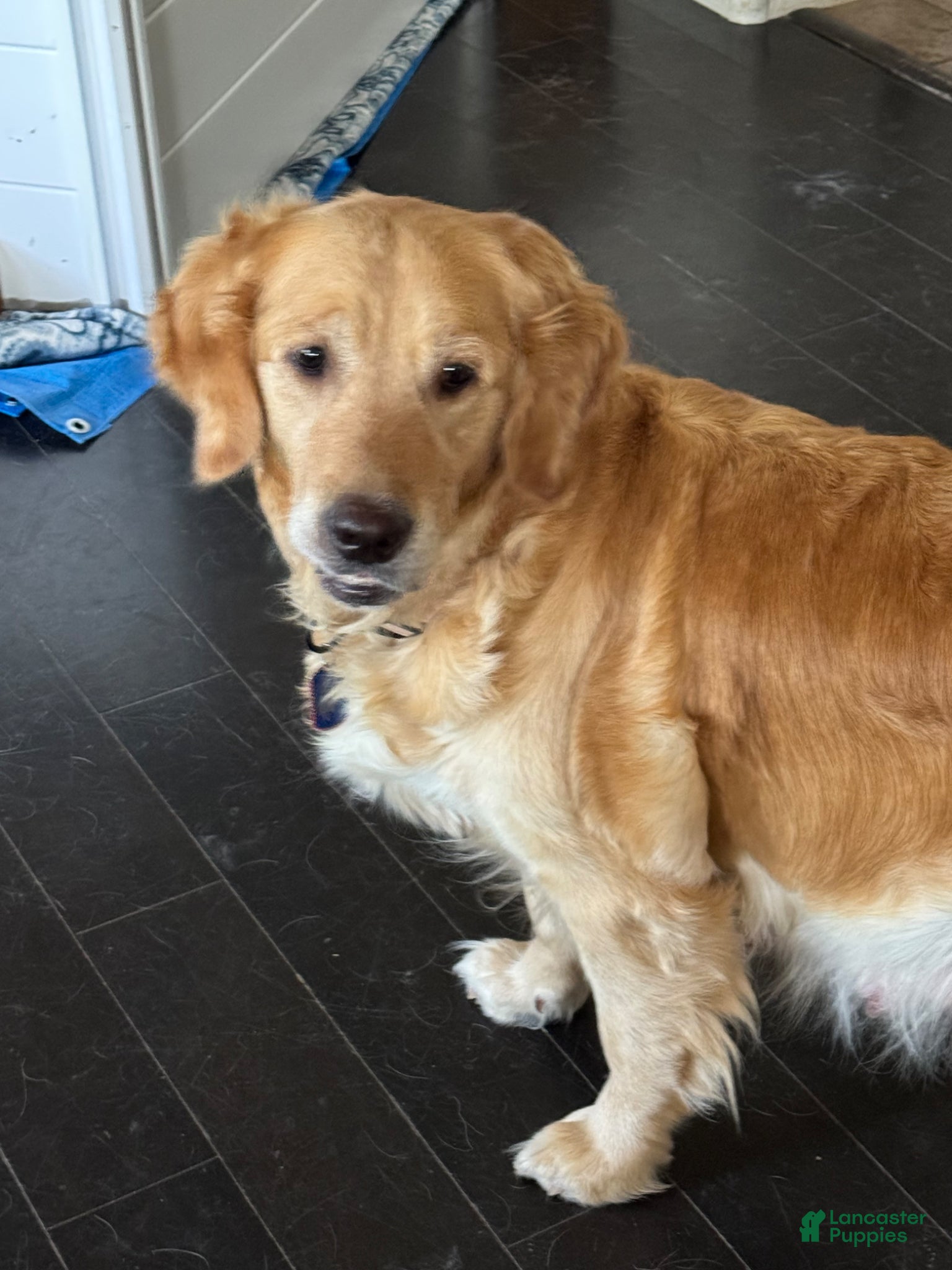 Golden Retriever dogs for sale: Golden Retriever Puppy 2 - Ad 2