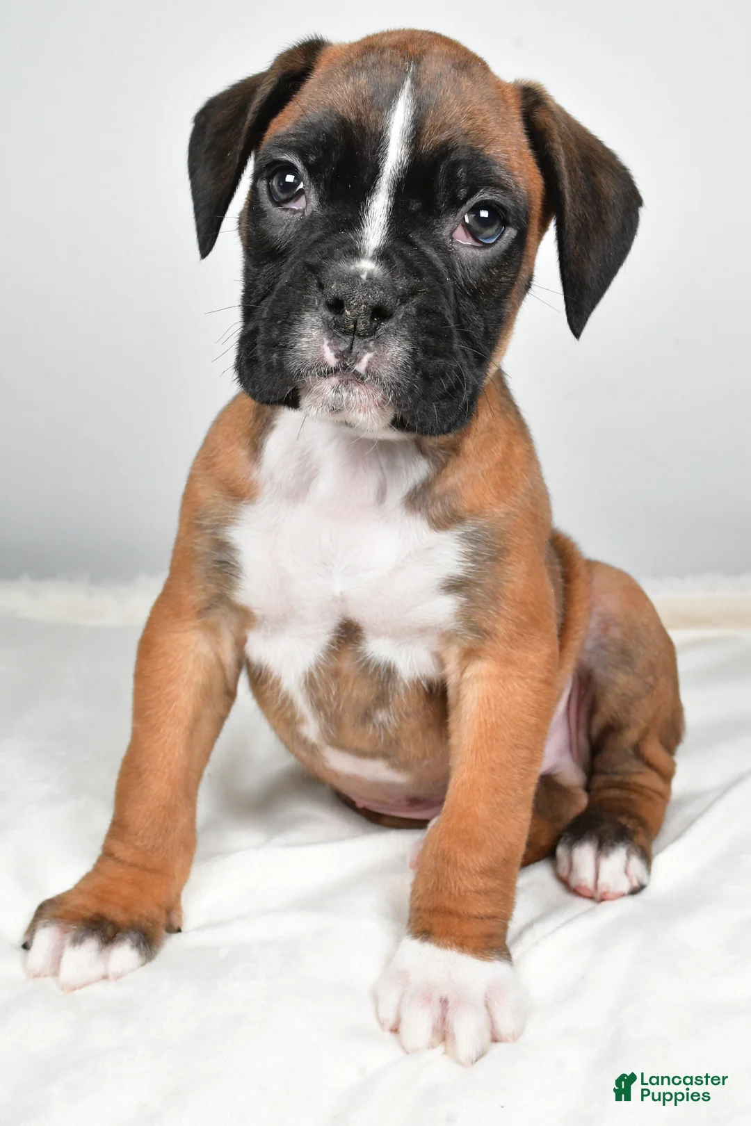 Boxer dogs for sale: Tommy - Ad 2
