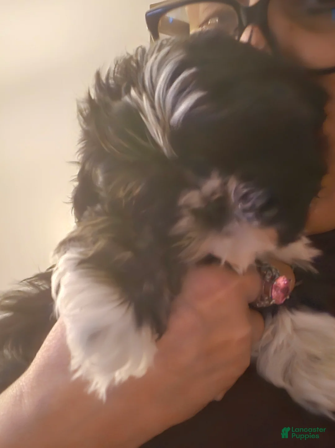 Shih Tzu dogs for sale: Shih Tzu Puppy 2 - Ad 2