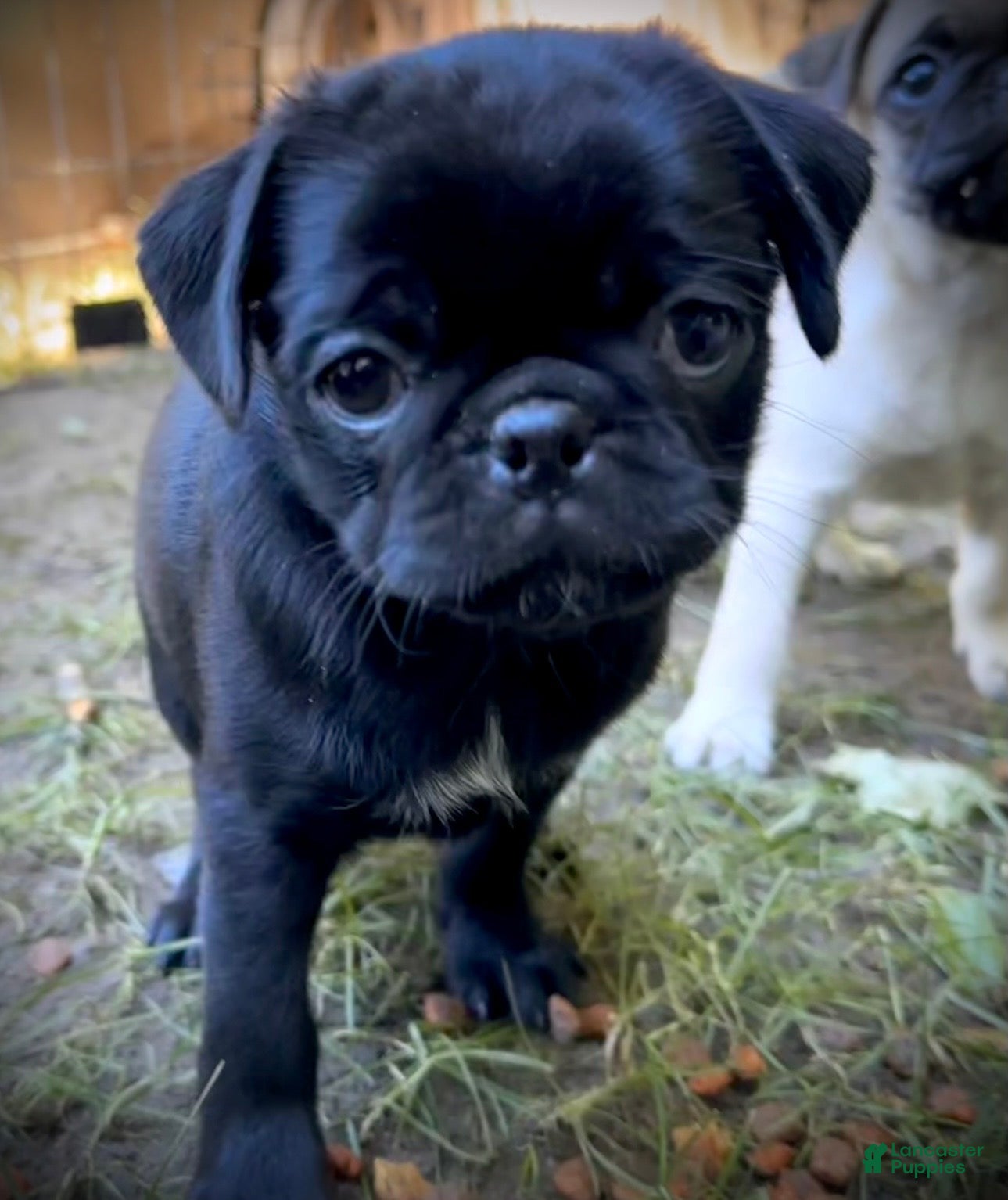 Pug dogs Lilly - Ad 23