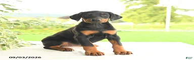 Zorro
