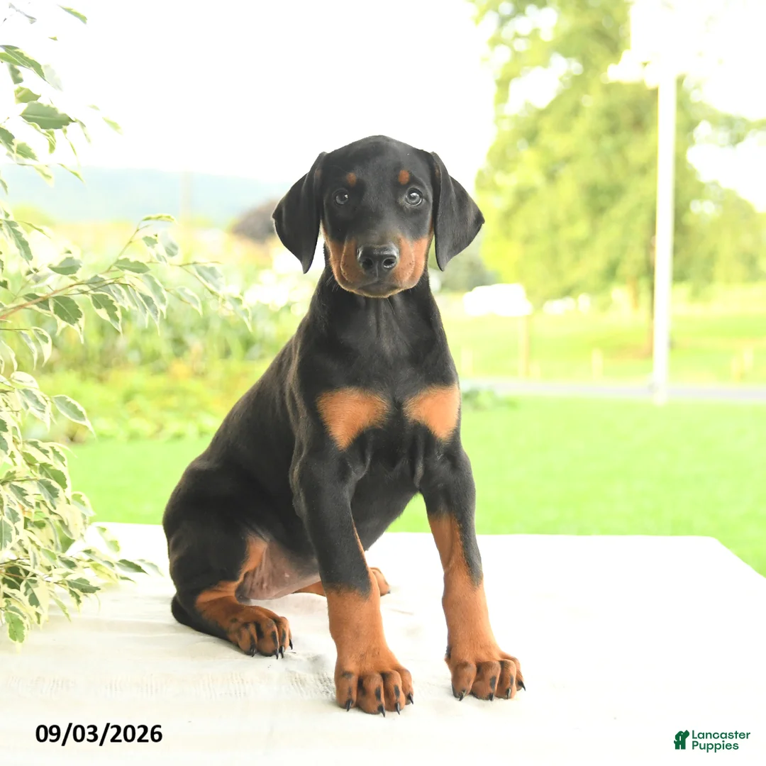 Doberman Pinscher dogs for sale: Zorro - Ad 1
