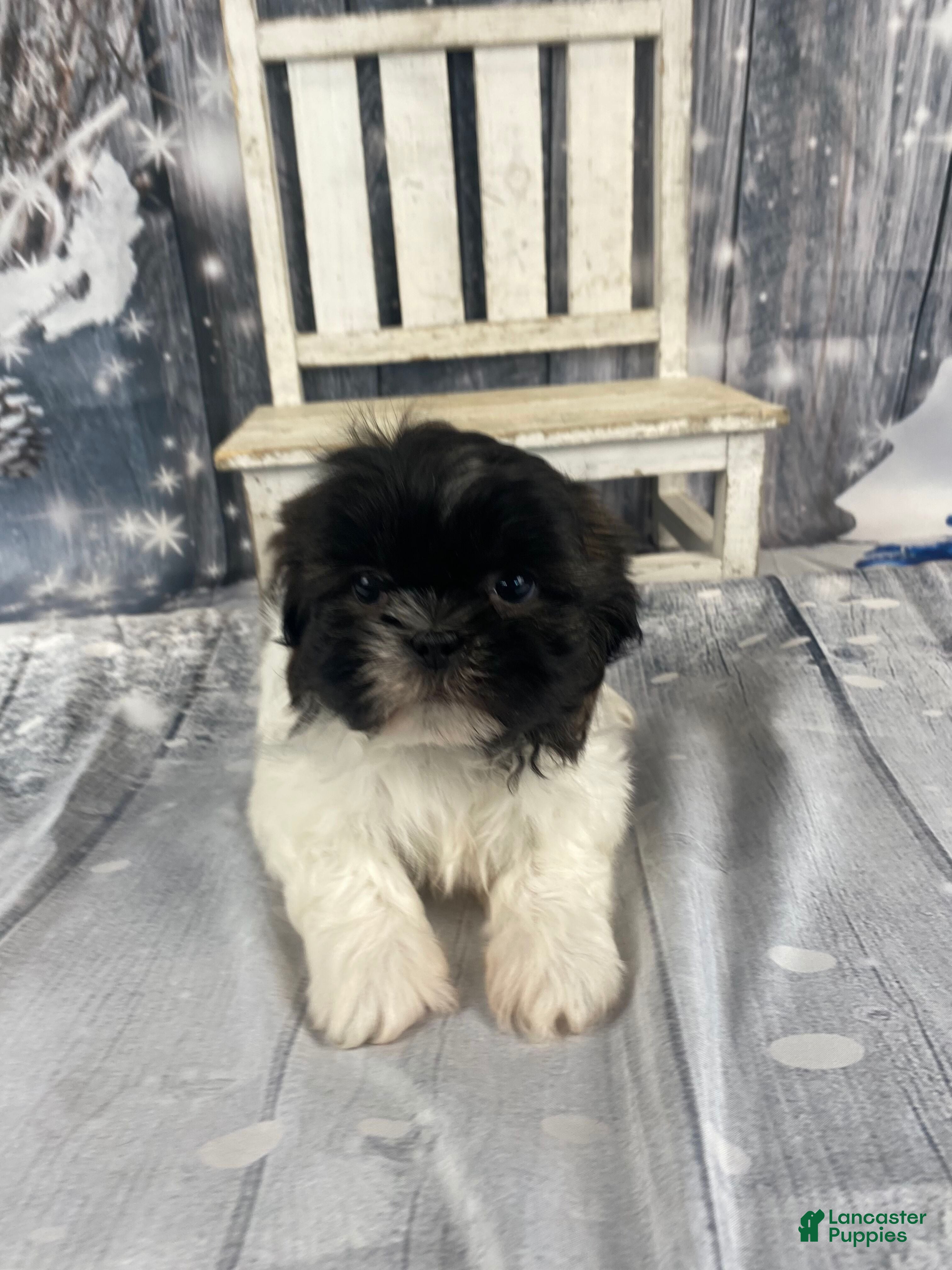 Shih Tzu dogs Teddy - Ad 39