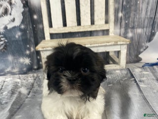 Shih Tzu dogs Teddy - Ad 4