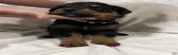Rottweiler dogs for sale: ghost - Ad 3