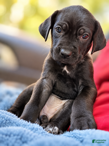 Cane Corso dogs for sale: Velvet - Ad 1