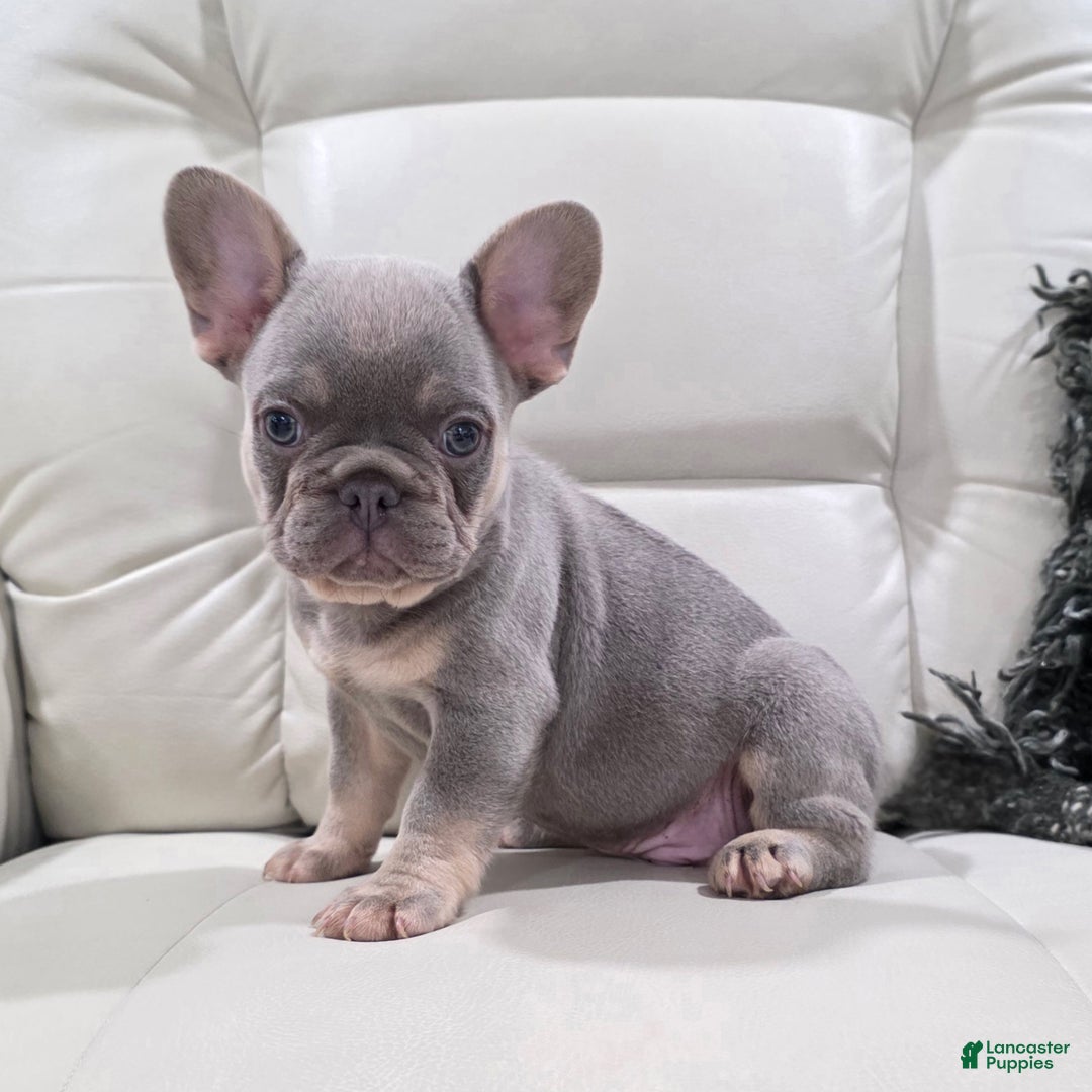 French Bulldog dogs for sale: Kane - Ad 9
