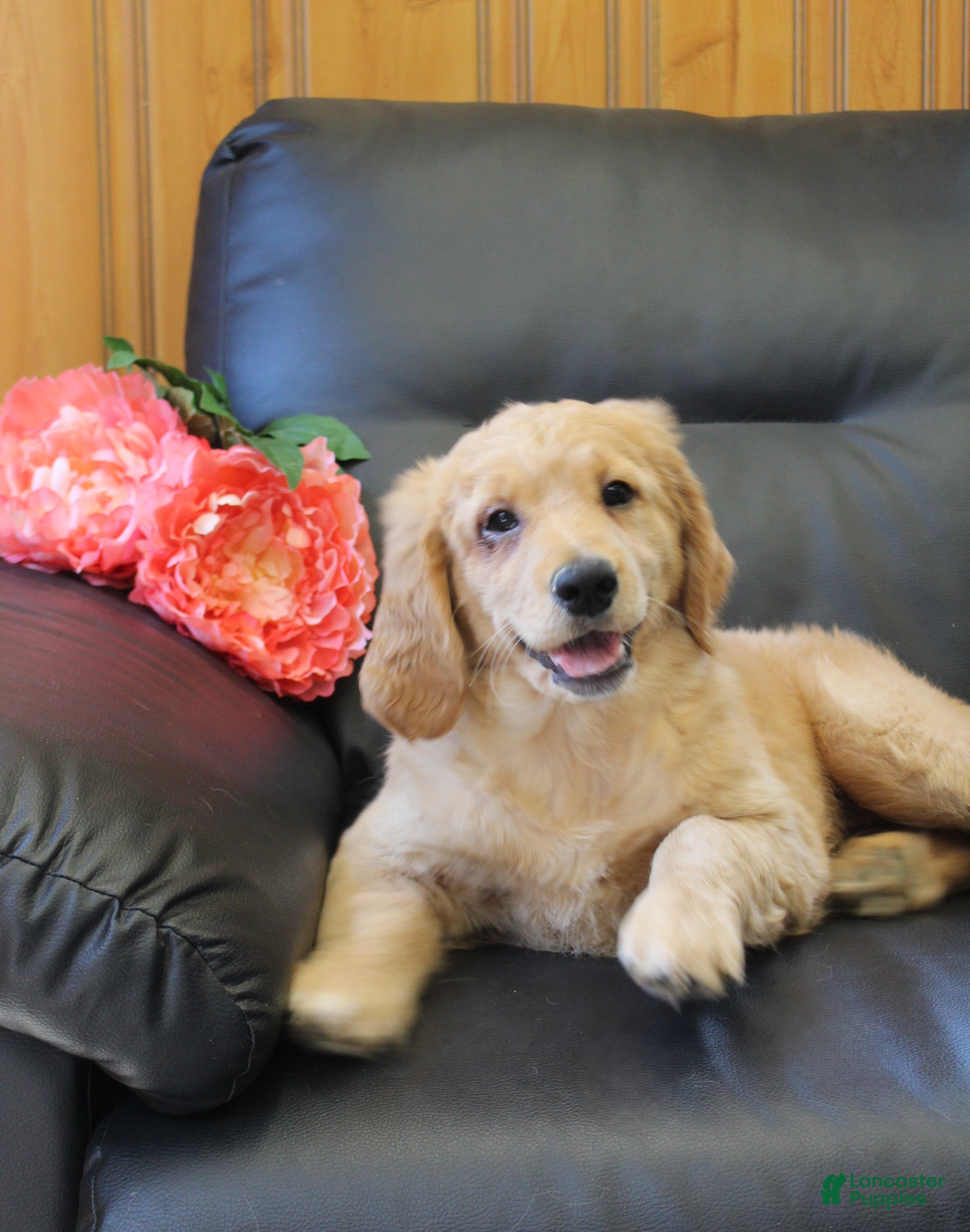 Goldendoodle dogs Bella - Ad 2