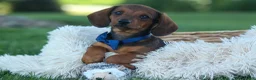 Miniature Dachshund dogs for sale: Hunter 💙🐾 - Ad 5