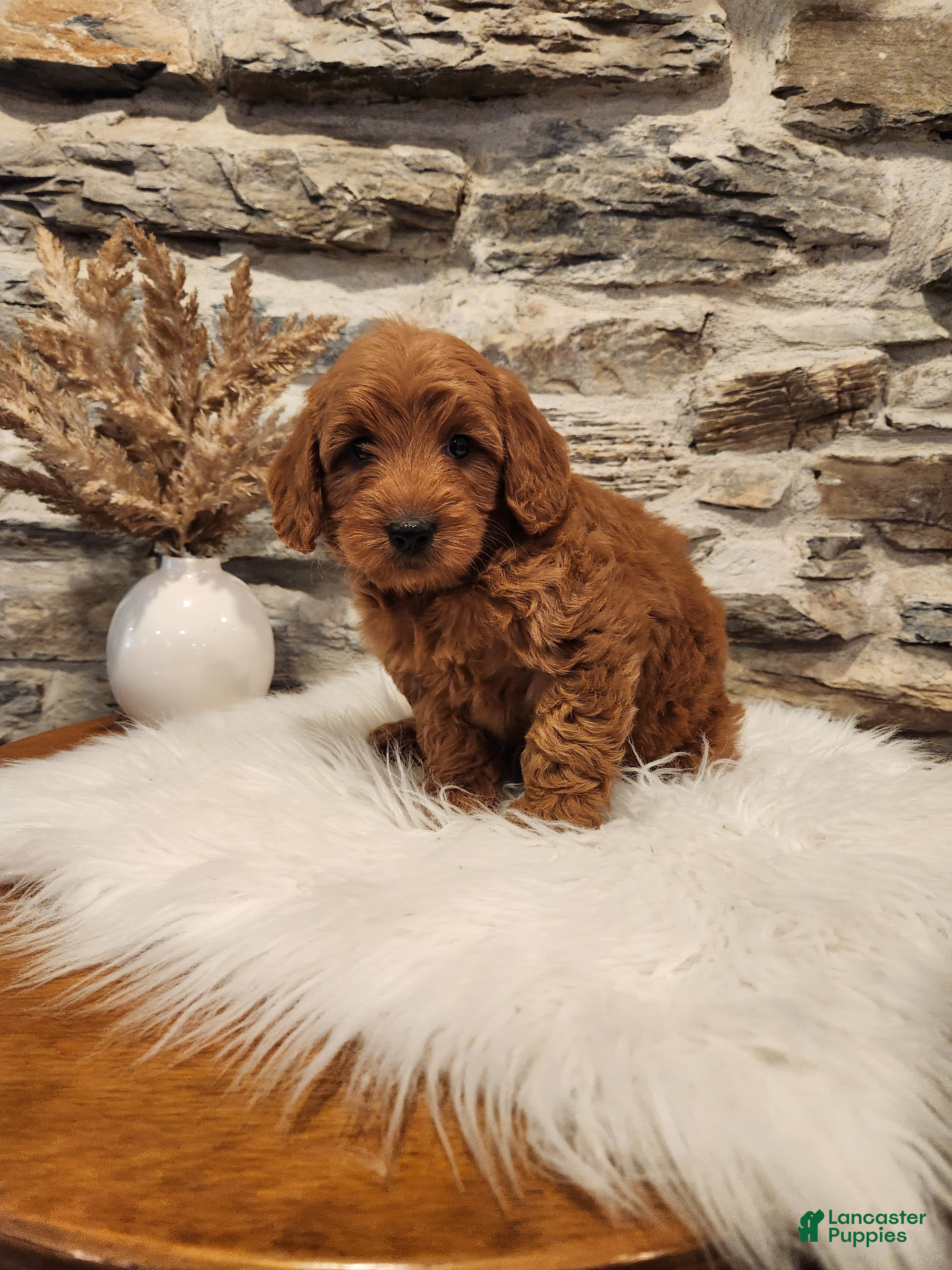 Mini Goldendoodle dogs BELLA - Mini Goldendoodle Puppy 7 - Ad 2