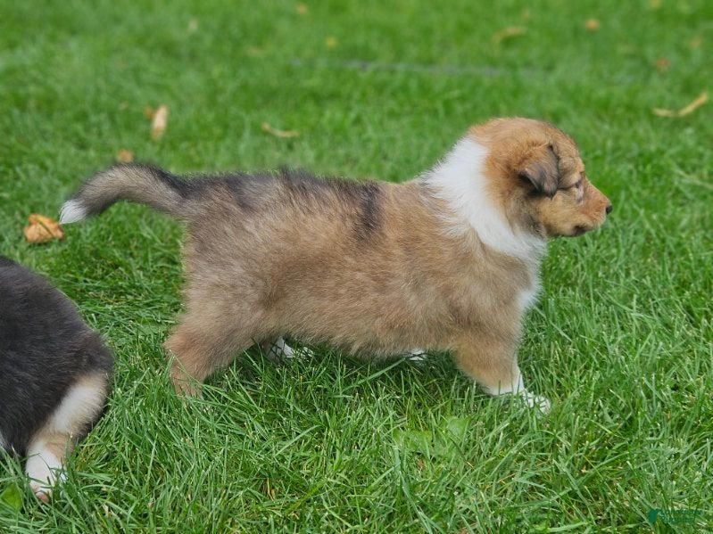 Collie dogs Girl - Ad 2