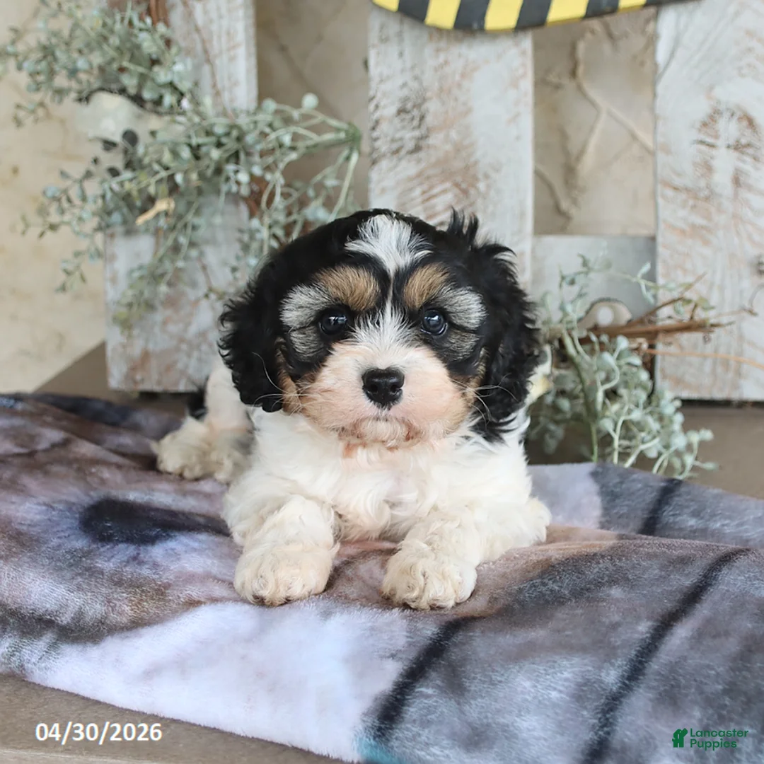 Cavapoo dogs for sale: Jolly - Ad 1