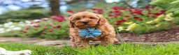 Cavapoo dogs for sale: Nash - Ad 6