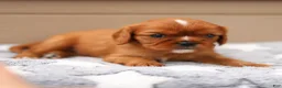 Cavalier King Charles Spaniel dogs for sale: Dallas Cavalier King Charles Spaniel  - Ad 7