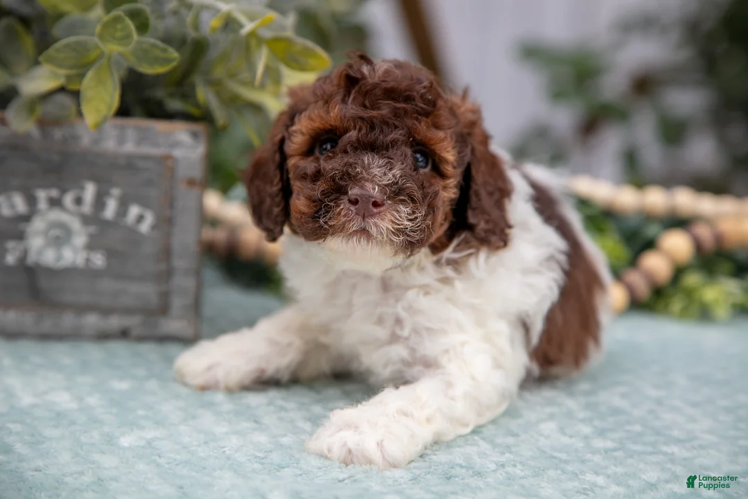 Miniature Poodle dogs for sale: Nolan - Ad 3
