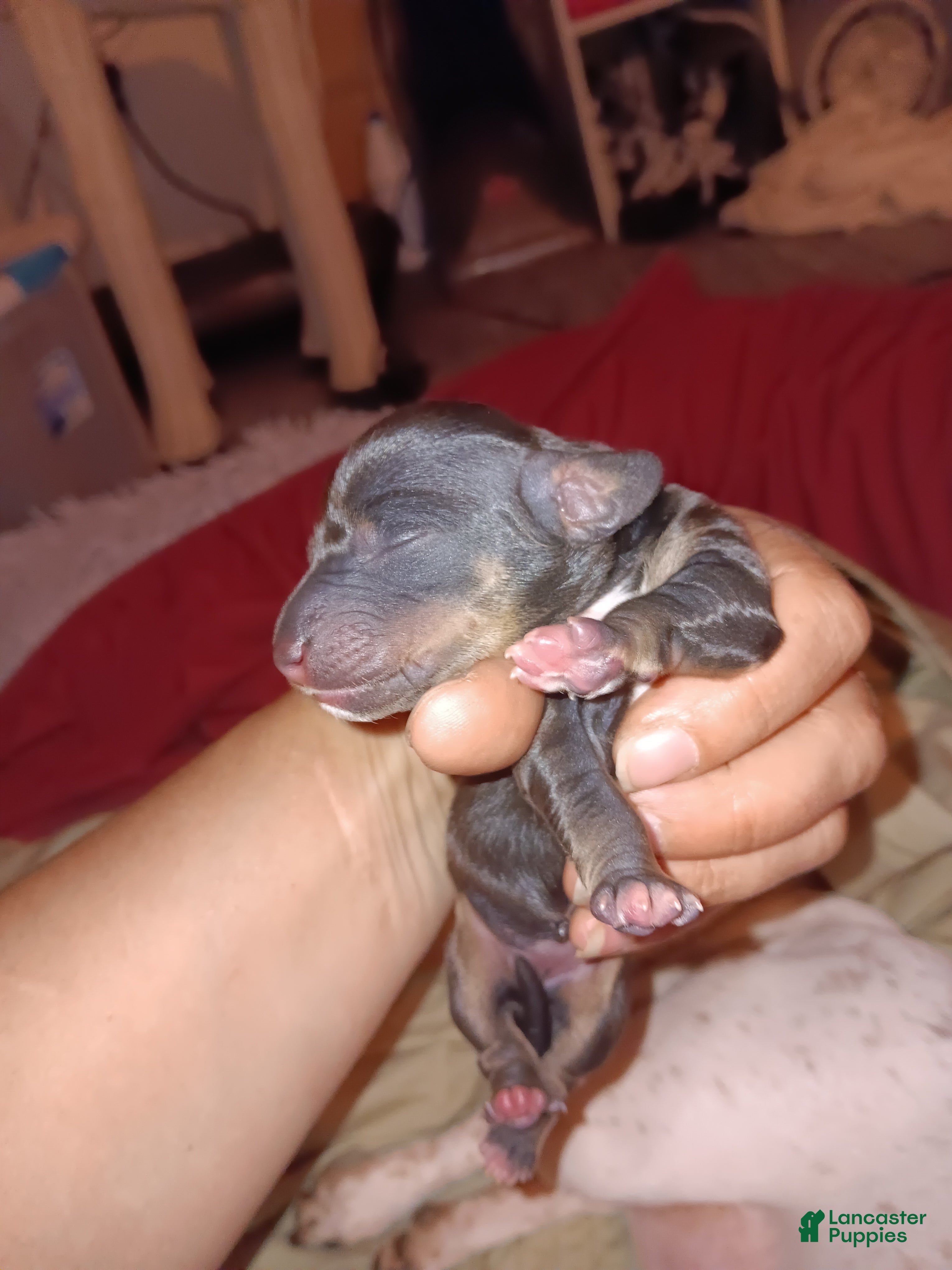 Miniature Dachshund dogs for sale: Vera - Ad 2
