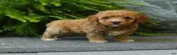 Miniature Poodle dogs for sale: Cinnamon - Ad 4