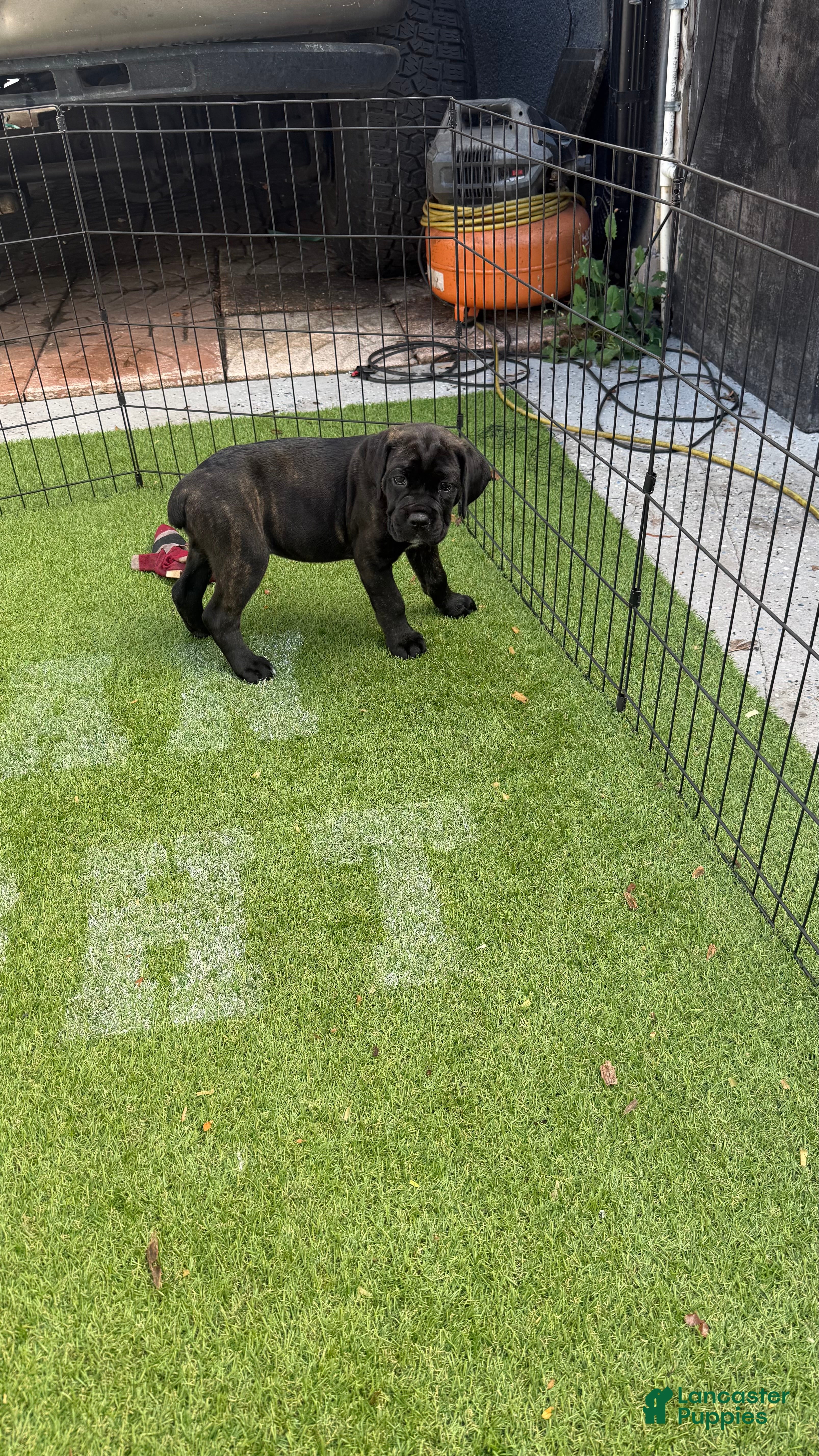 Cane Corso dogs Cane Corso Puppy 6 - Ad 38