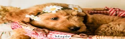 Goldendoodle dogs for sale: Maple - Ad 4