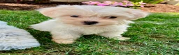 Teddy Bear dogs for sale: Cammi - Ad 9