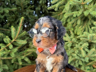 Mini Goldendoodle dogs for sale - Ad 3