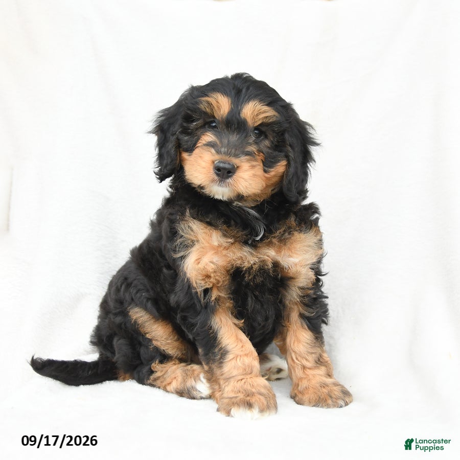 Mini Bernedoodle dogs Marigold - Ad 1