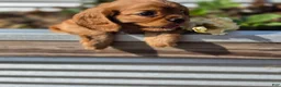 Cavalier King Charles Spaniel dogs for sale: Cavalier King Charles Spaniel 2 - Ad 8