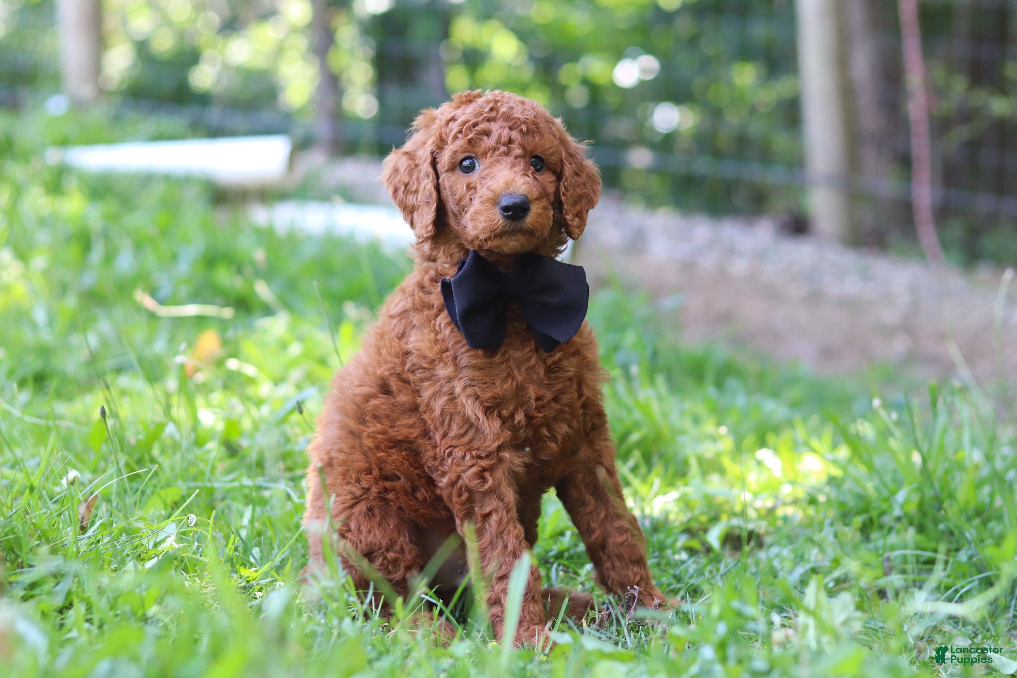 Standard Poodle dogs Scooter AKC - Ad 2
