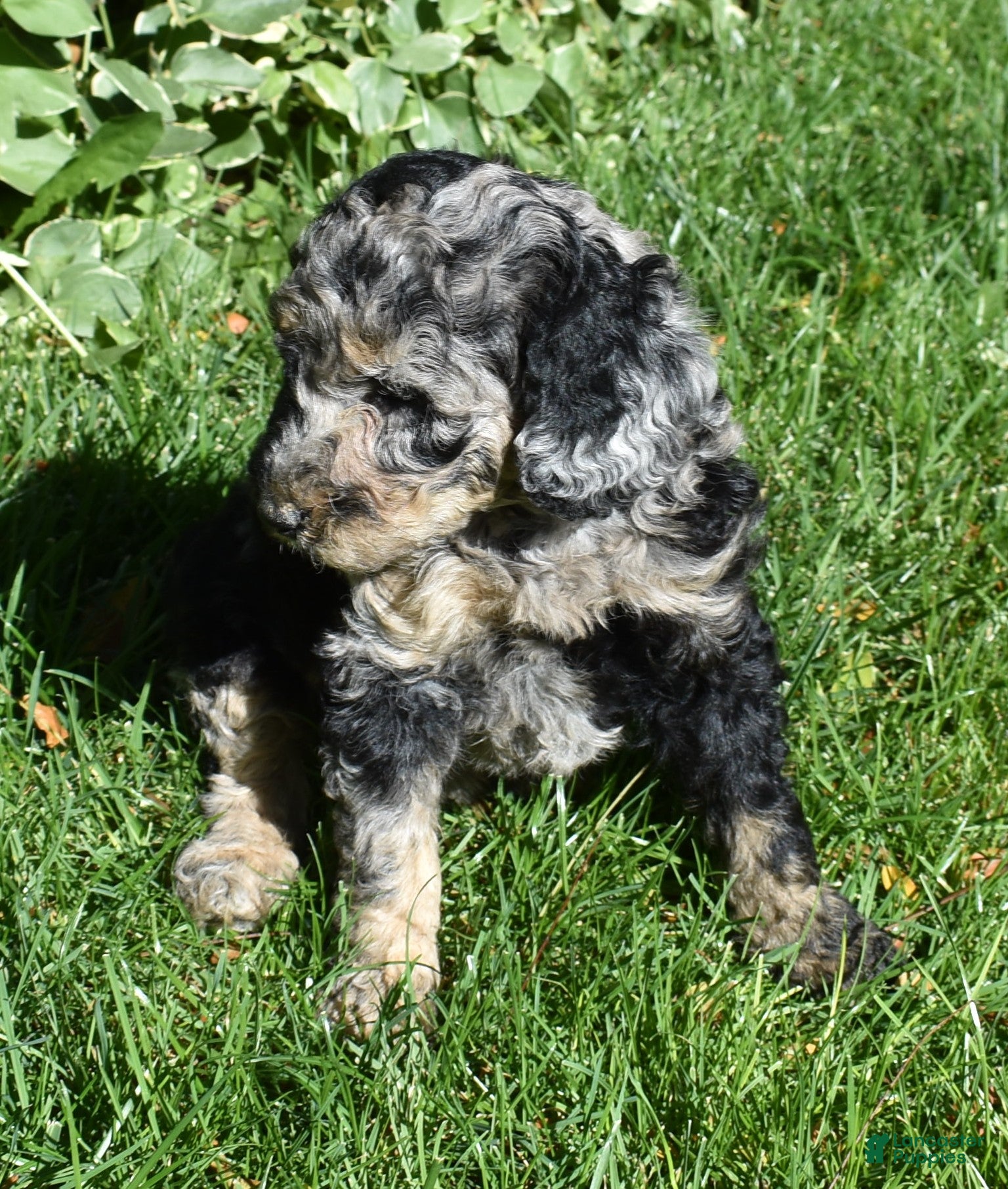 Standard Poodle dogs Standard Poodle 10 Blue Merle - Ad 2