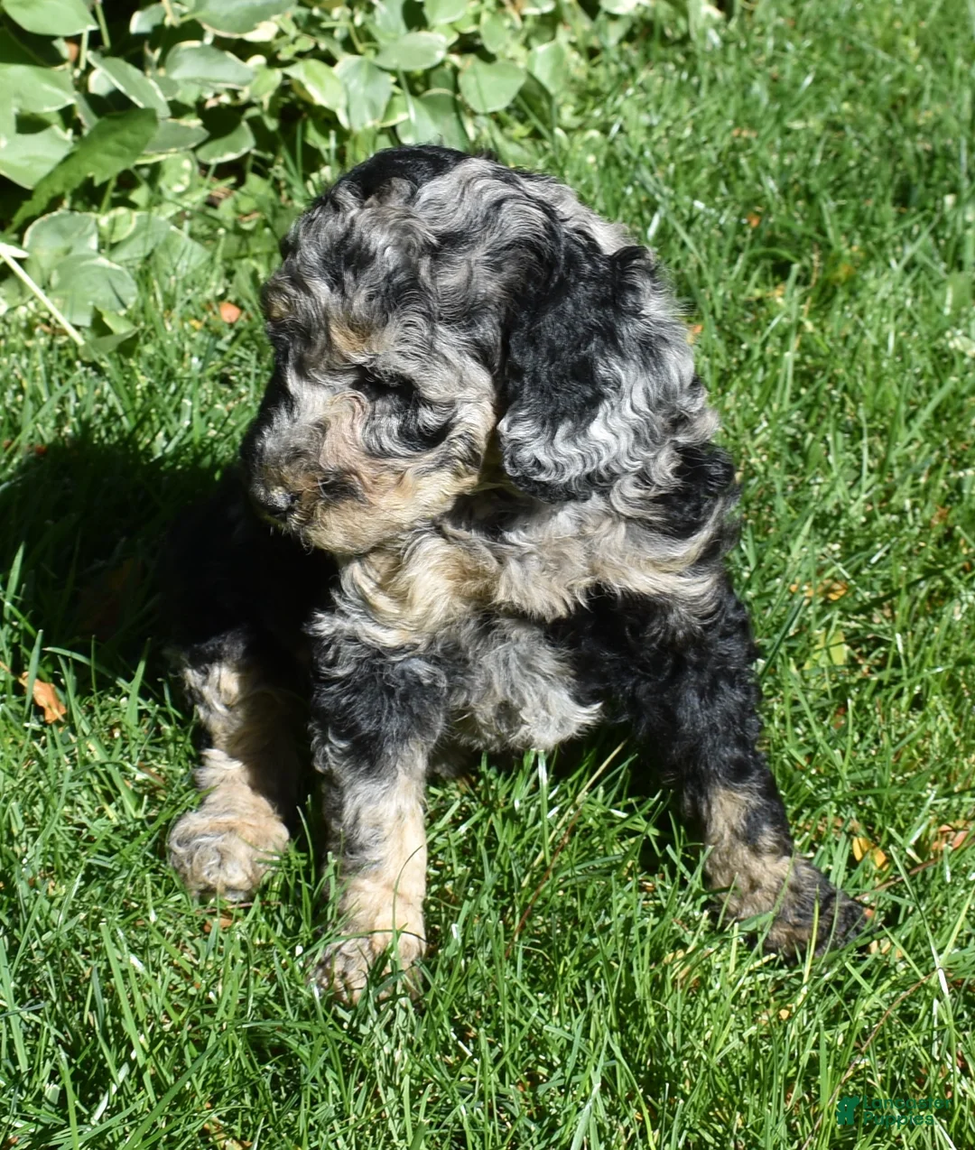 Standard Poodle dogs for sale: Standard Poodle 10 Blue Merle - Ad 2
