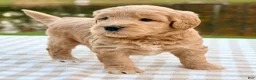 Goldendoodle dogs for sale: Oak-mini  - Ad 5