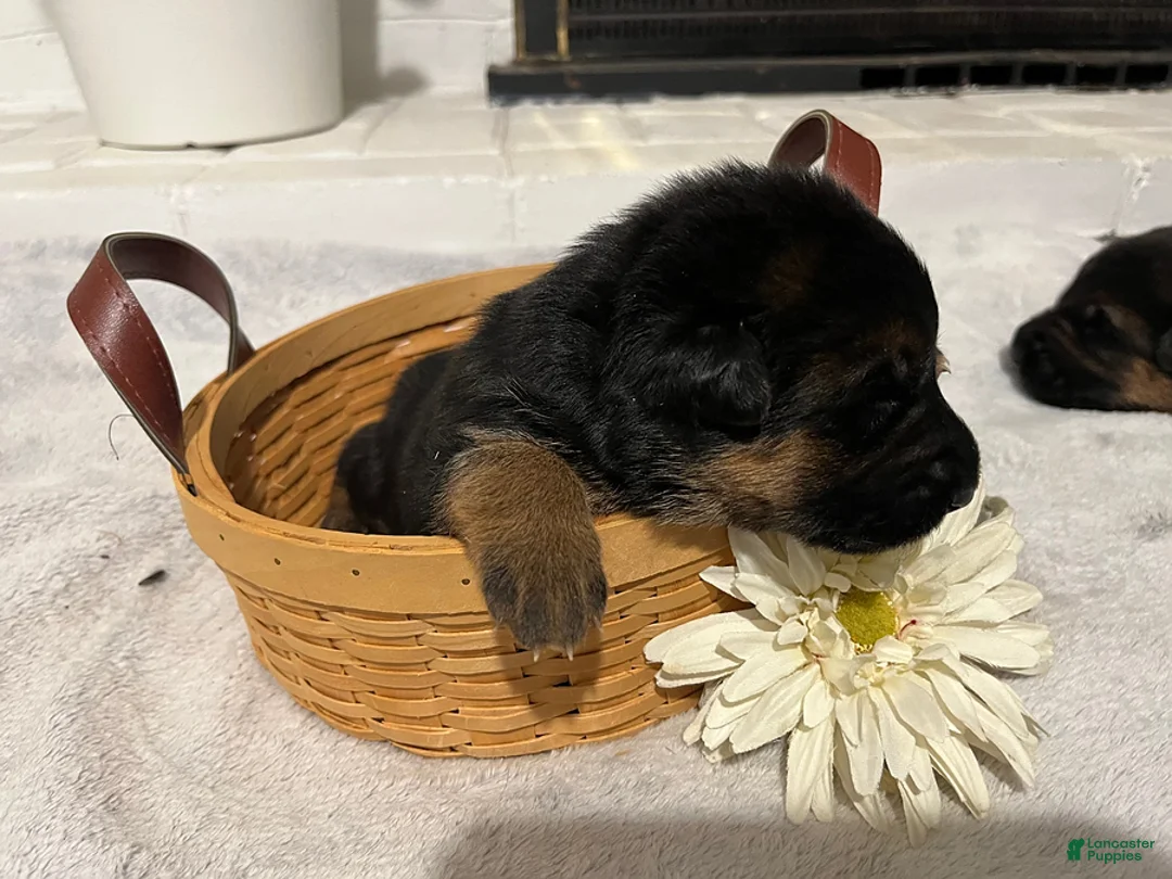 German Shepherd dogs for sale: River - Ad 1