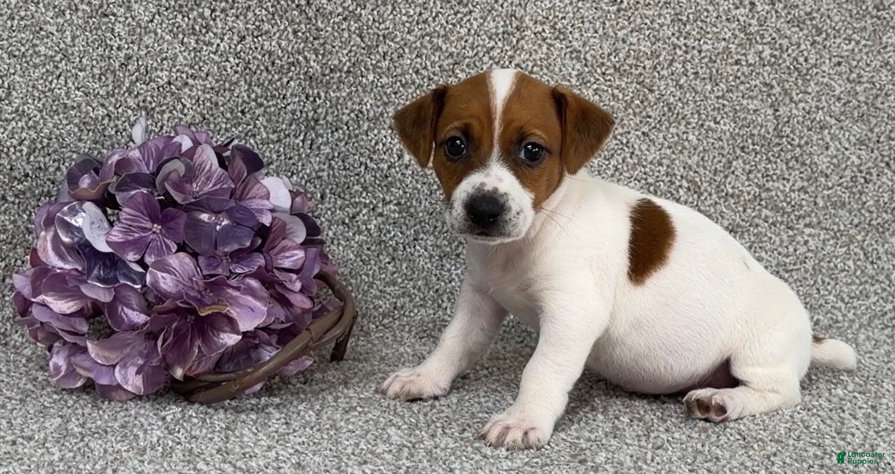 Jack Russell Terrier dogs Vivian - Ad 2