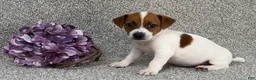 Jack Russell Terrier dogs for sale: Vivian - Ad 2
