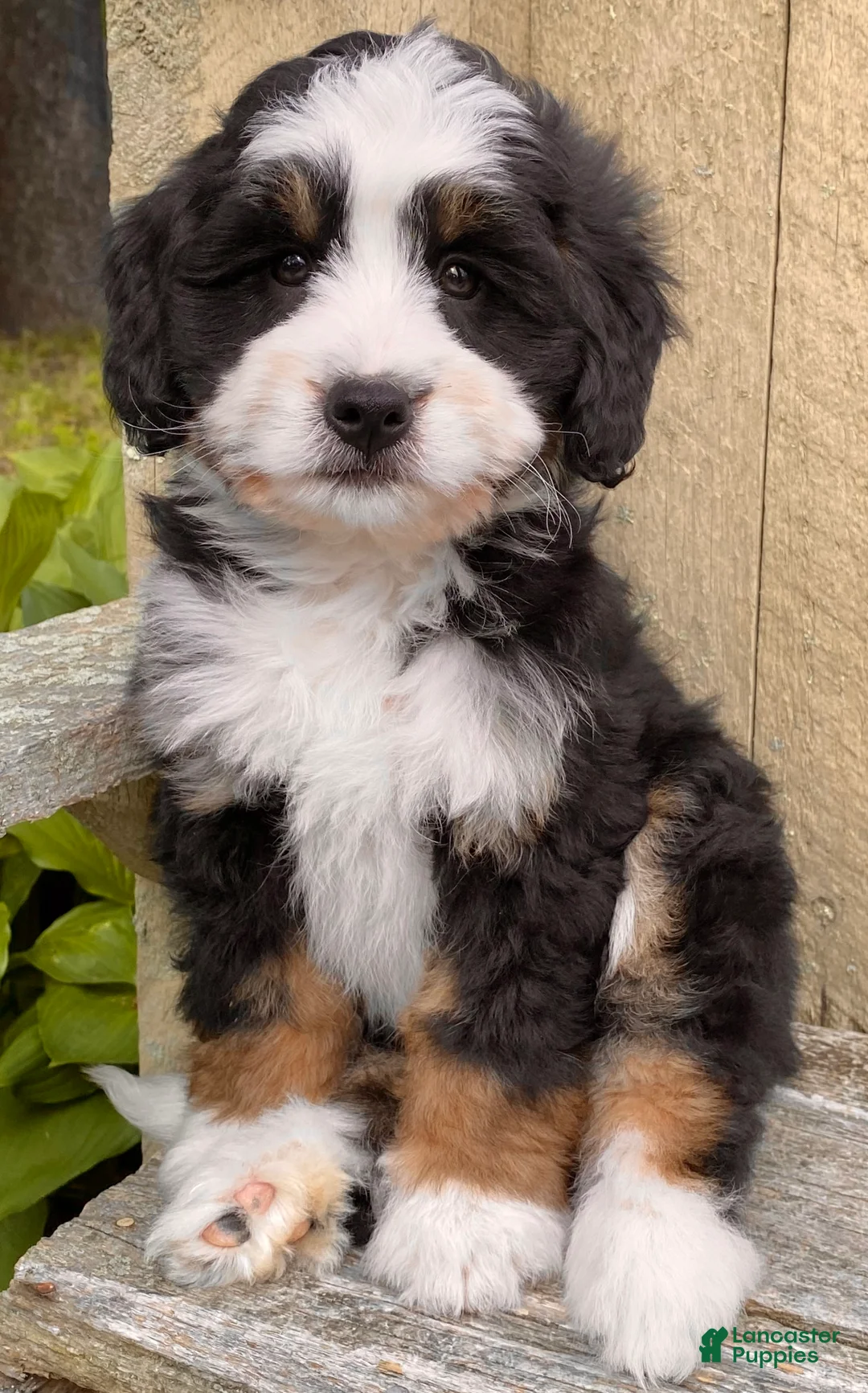 Mini Bernedoodle dogs for sale: 🩷IN BOSTON MASSACHUSETTS AREA🩷TRADITIONAL TRI COLOR🩷MINI BERNEDOODLE🩷 - Ad 10