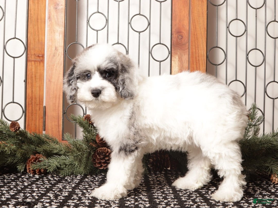 Toy Poodle dogs for sale: Shiloh  - Ad 1