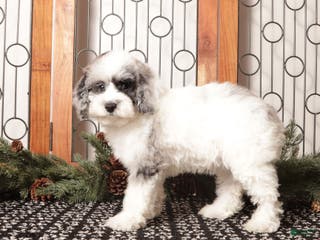 Toy Poodle dogs Shiloh - Ad 3