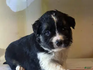 Mixed Breed dogs Mixed Breed Puppy 4 - Ad 31