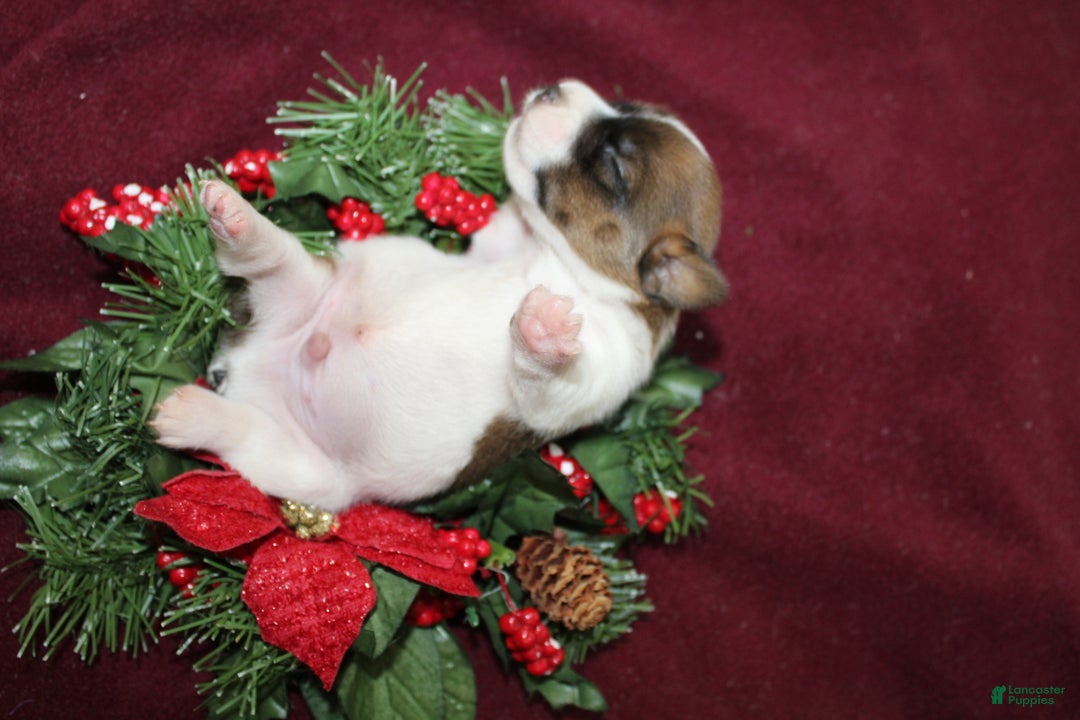 Jack Russell Terrier dogs for sale: Skittles - Ad 5