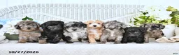 Mini Aussiedoodle dogs for sale: Sally - Ad 5