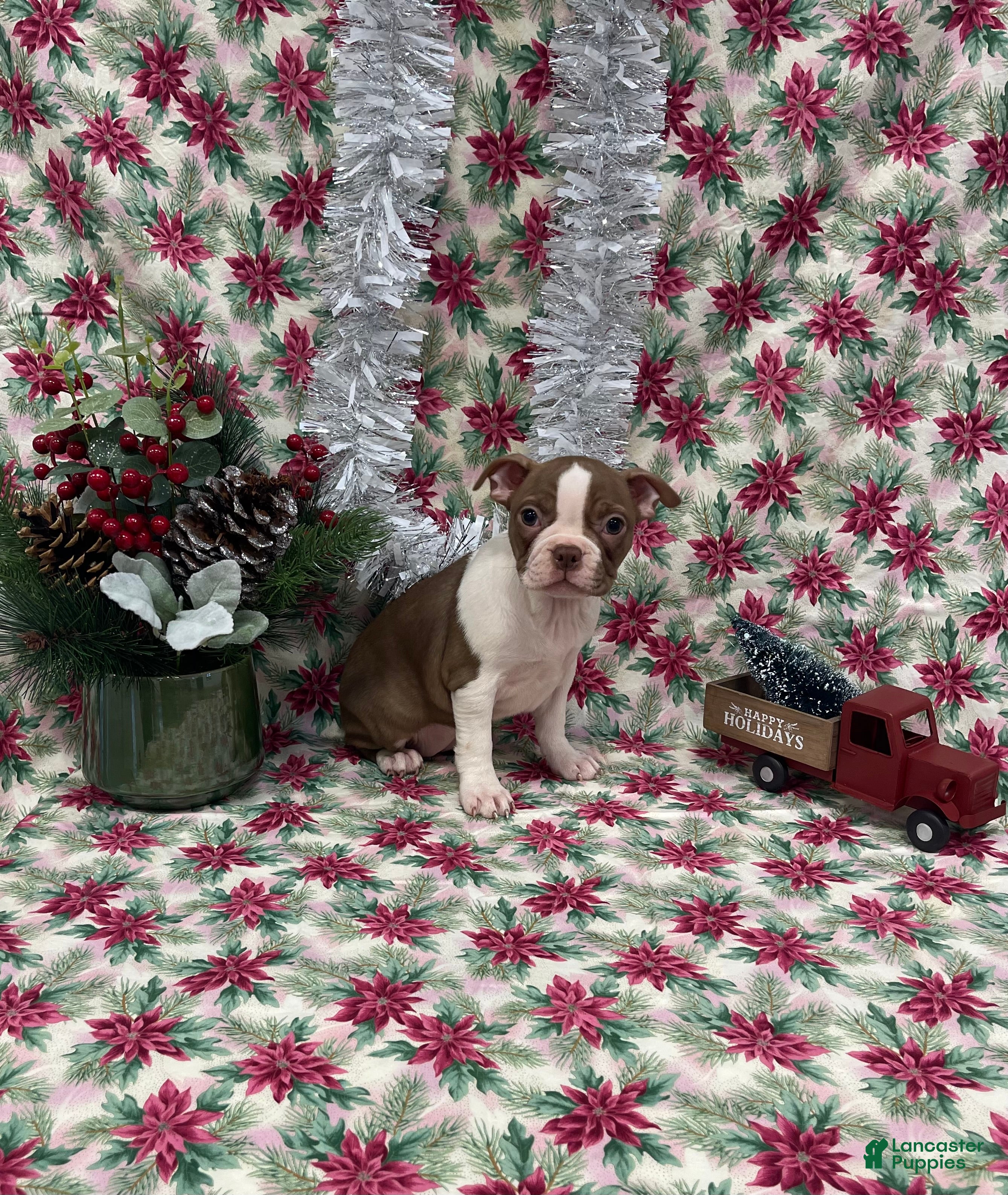 Boston Terrier dogs Allie - Ad 2