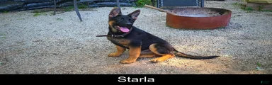 Starla