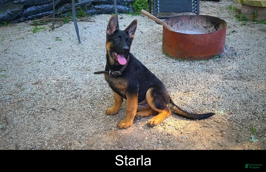 German Shepherd dogs for sale: Starla - Ad 2
