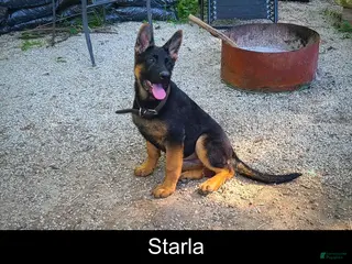 German Shepherd dogs for sale: Starla - Ad 1