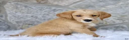 Labradoodle dogs for sale: Colton  - Ad 3